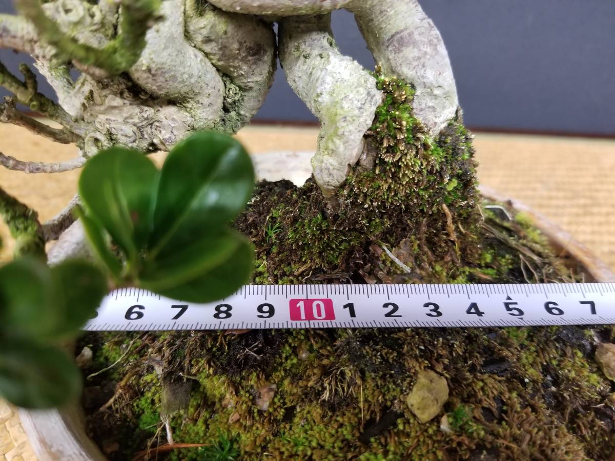 ◇盆栽幸◇ダルマクチナシ◇小品◇樹高：17cmB-B 【公式通販】
