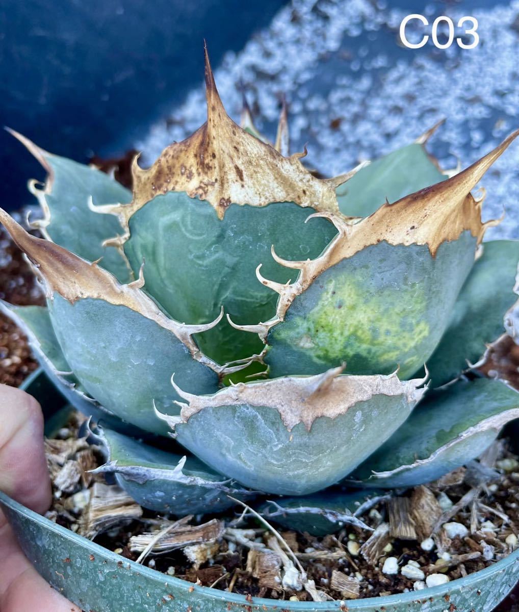 Tony Krock S1113-22 アガベコレクターTony Krock☆ Agave titanota C3