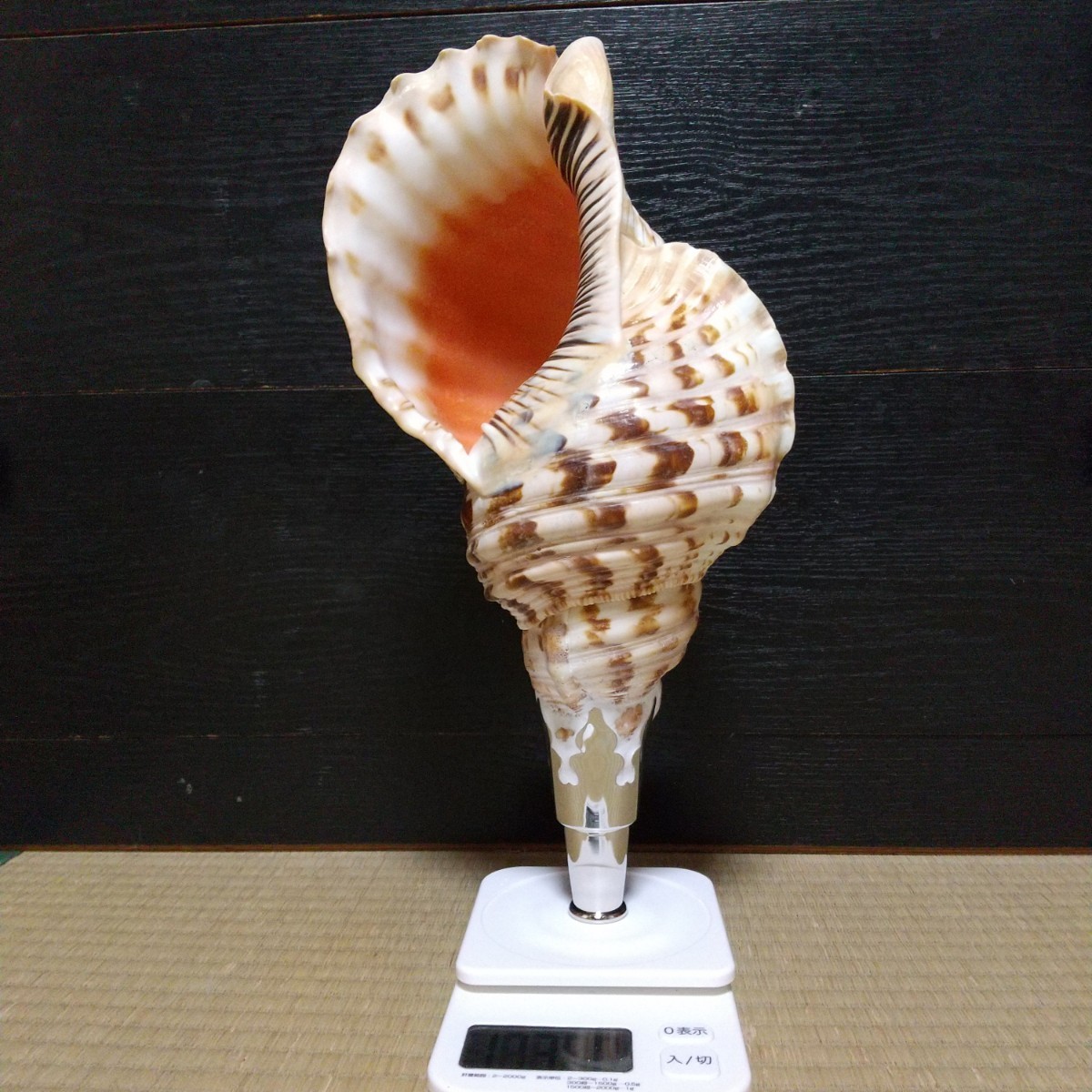 法螺貝30センチ 法螺貝 ほら貝 ほら貝 | ホラガイ 30cm 三島屋楽器 大阪の骨董品