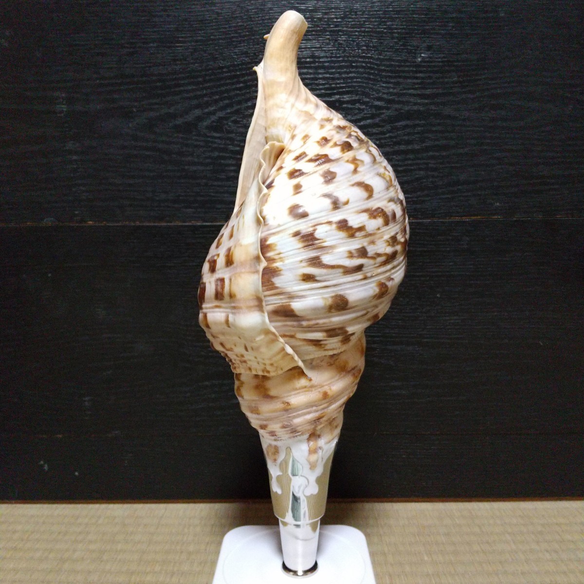 法螺貝 ほら貝 ほら貝 | ホラガイ 30cm 三島屋楽器 大阪の骨董品