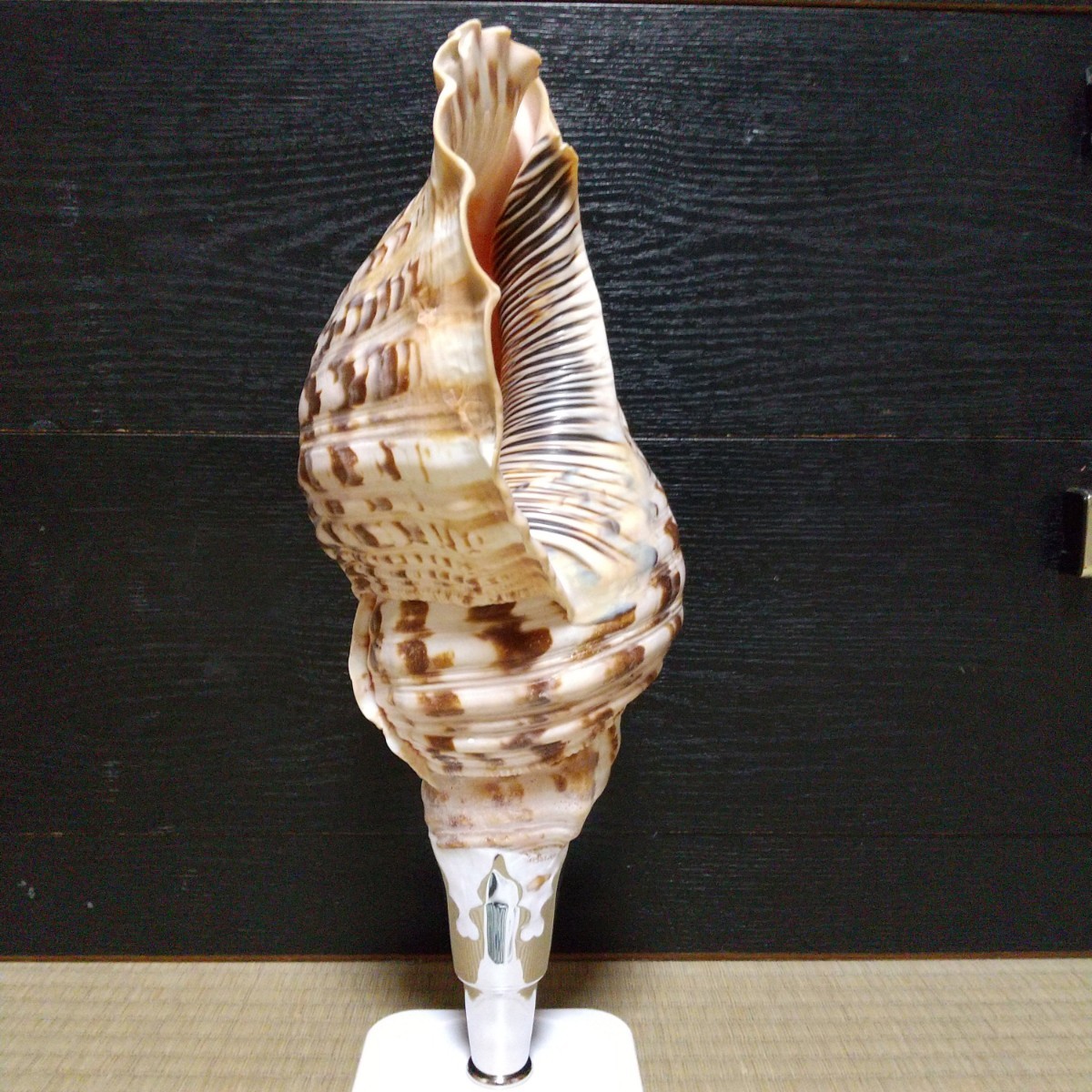 法螺貝 ほら貝 ほら貝 | ホラガイ 30cm 三島屋楽器 大阪の骨董品