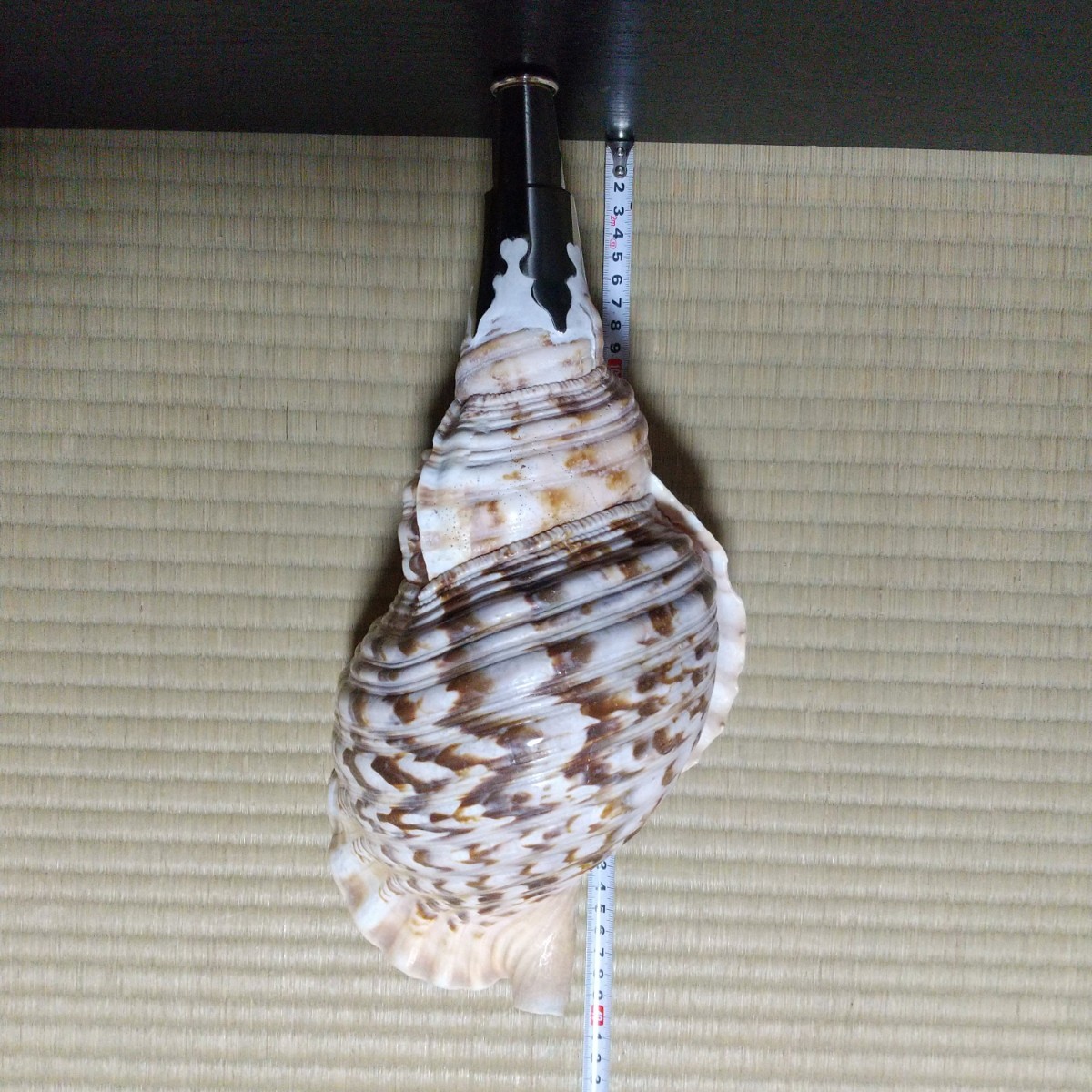 法螺貝＊ほら貝＊ホラ貝 2個セット 30cm &25㎝ 宮古島産 インテリア