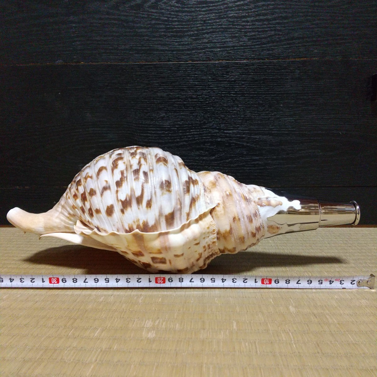 法螺貝 ほら貝 ほら貝 | ホラガイ 30cm 三島屋楽器 大阪の骨董品