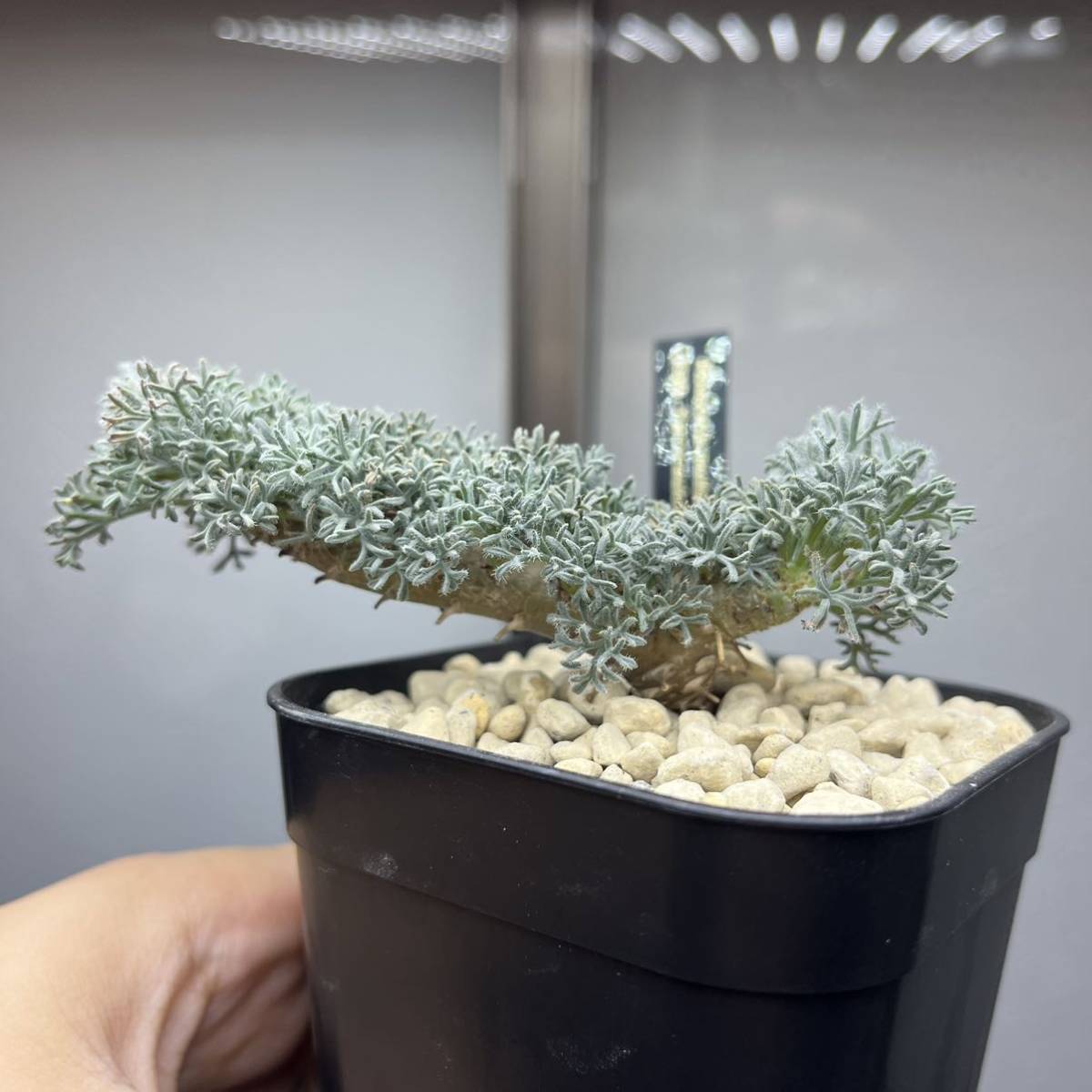 28 Euphorbia squarrosa 奇怪ヶ島 ユーフォルビア スクアローサ