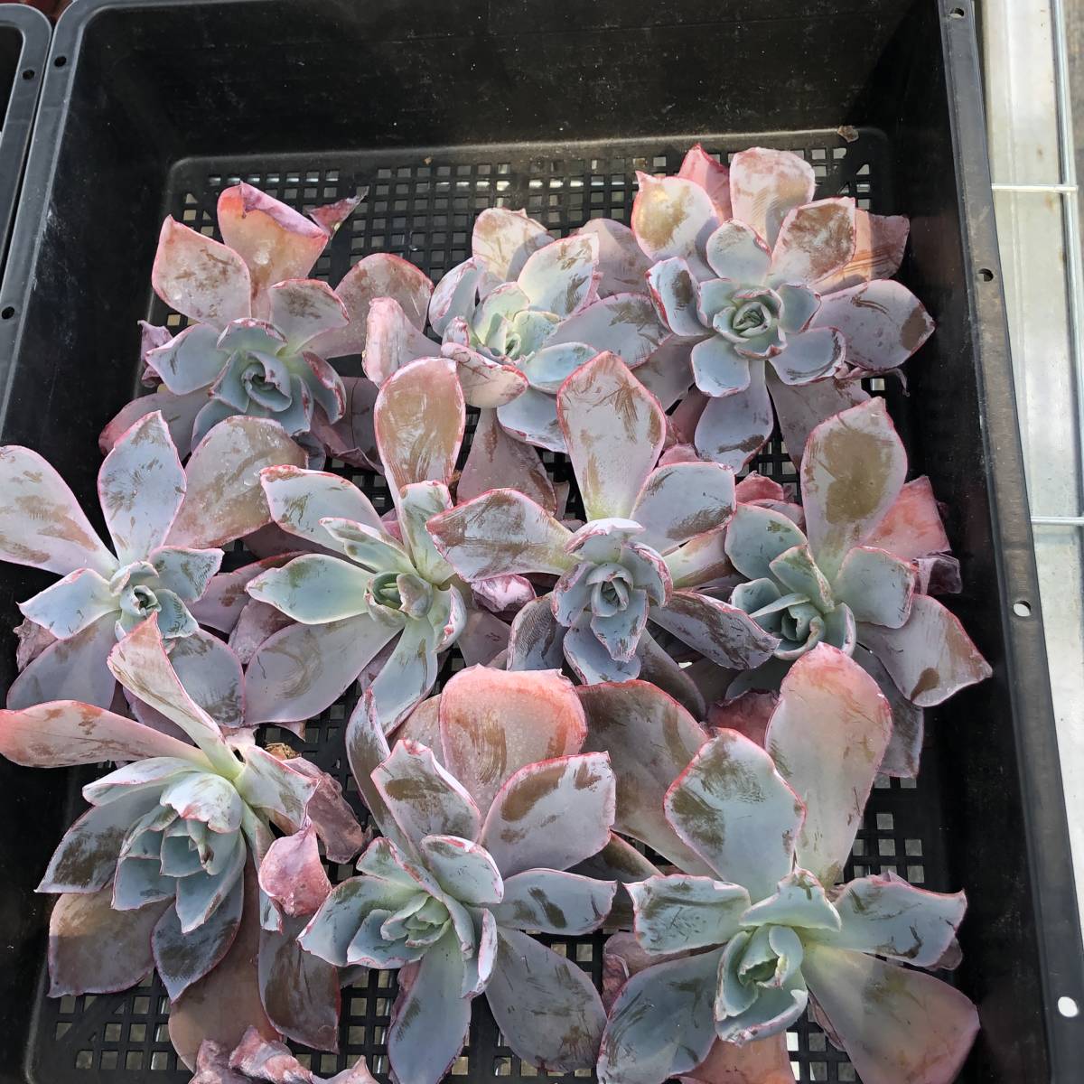 ご確認　多肉 V32 貴重植物 現地株 ゲチリス グランディフローラ Gethyllis