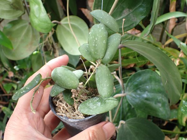 ホヤ‘GPS 7240’　これも小型丸葉でスプラッシュの入る珍種