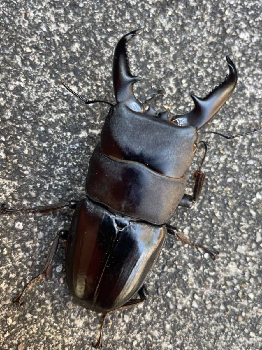 ◇◇純血 貴重 小宝島産 タカラヒラタクワガタ1♂2♀◇◇ Yahoo!