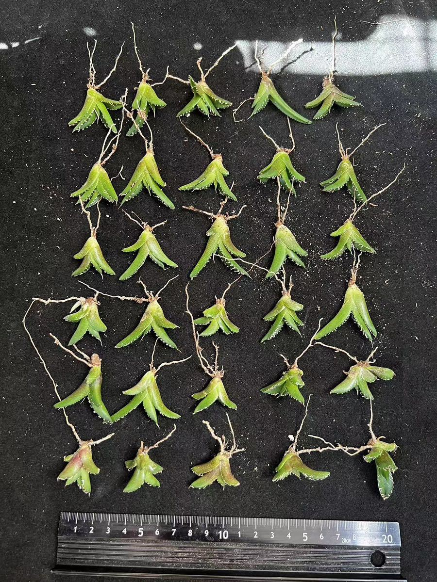 A-29アガベ【特選】 多肉植物 チタノタ SAD 南アフリカダイヤモンド 極上子株 30株【本物保証、偽物なら10倍罰金】