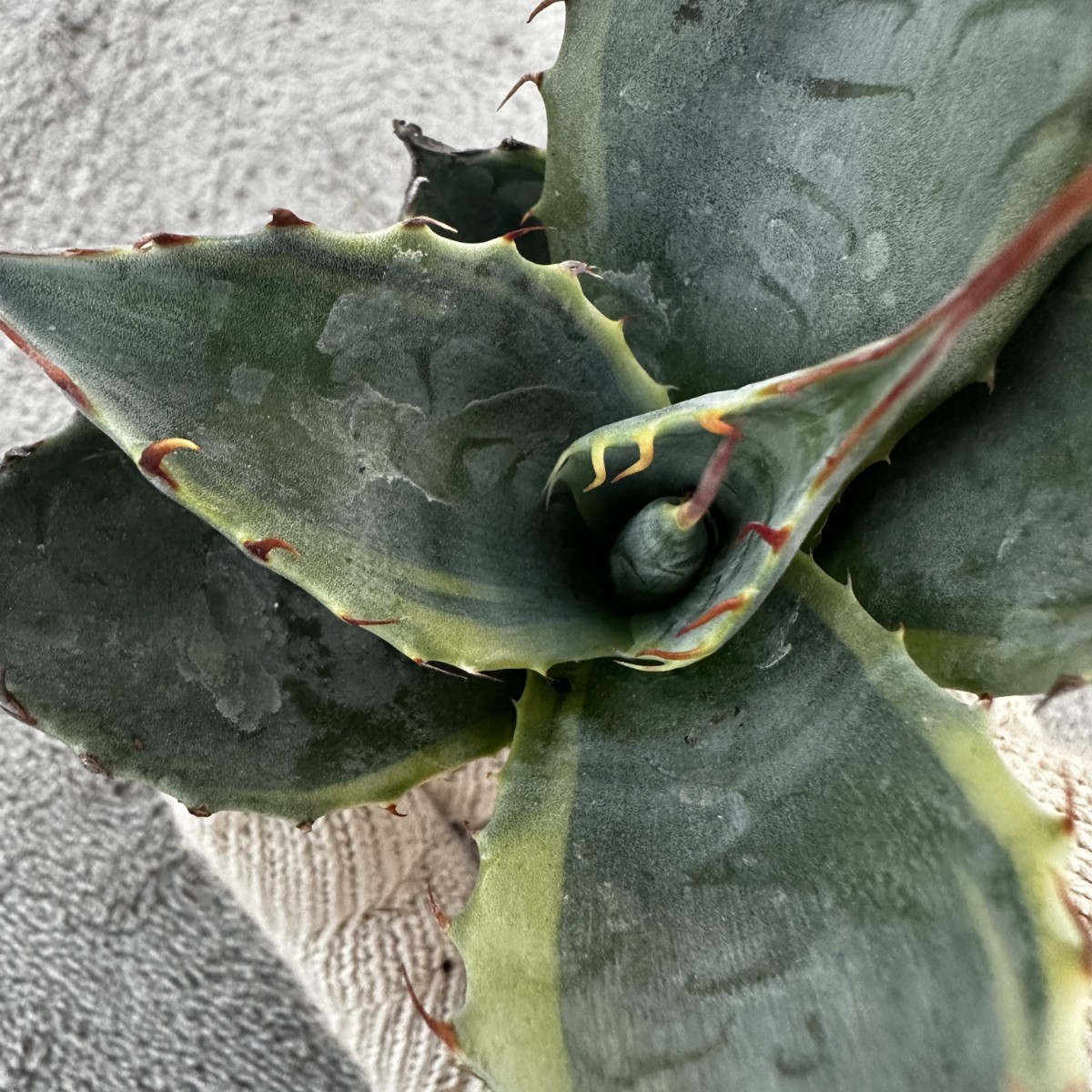 C47 パラサナ インプレッショニスト 耐寒性 多肉植物 アガベ チタノタ