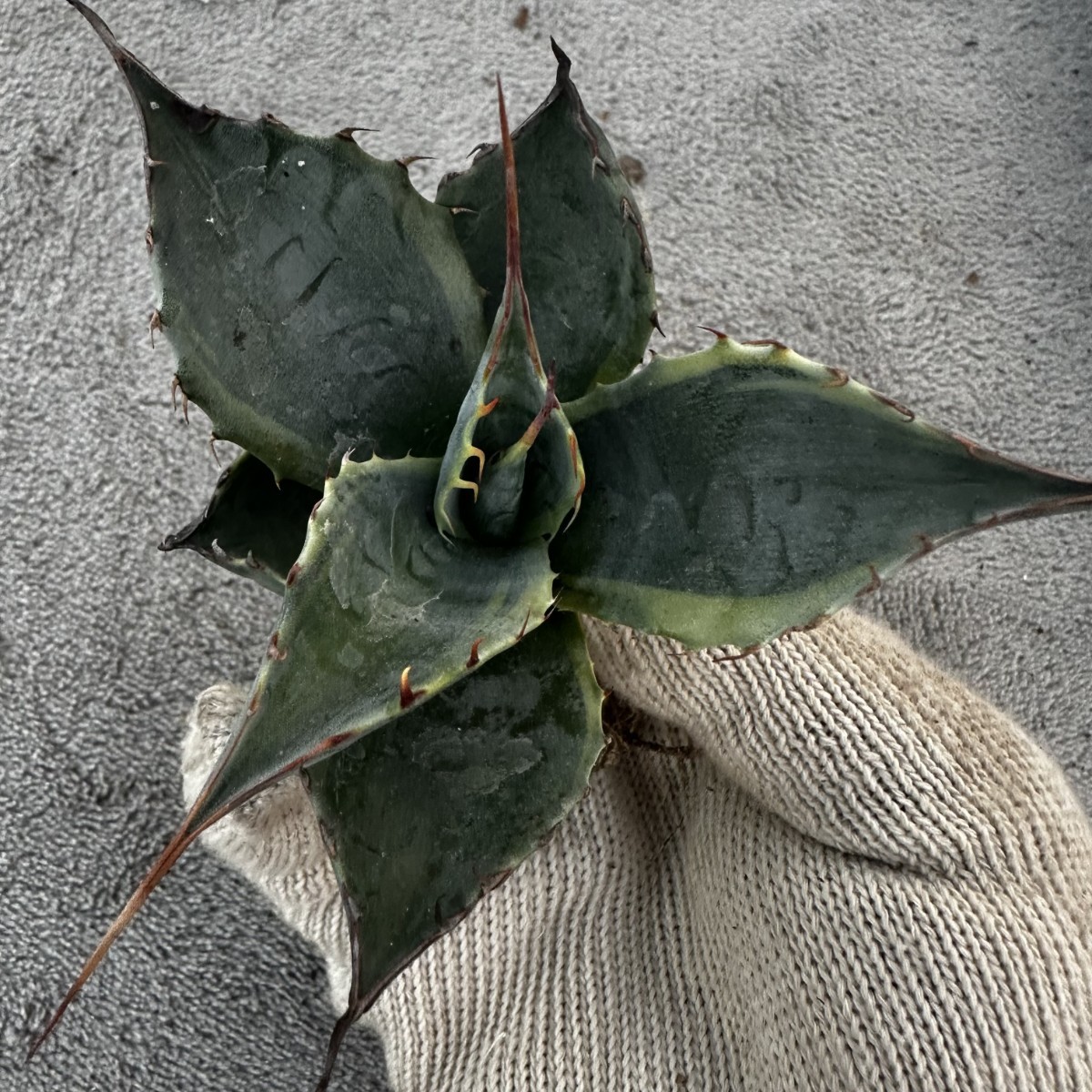 C47 パラサナ インプレッショニスト 耐寒性 多肉植物 アガベ チタノタ
