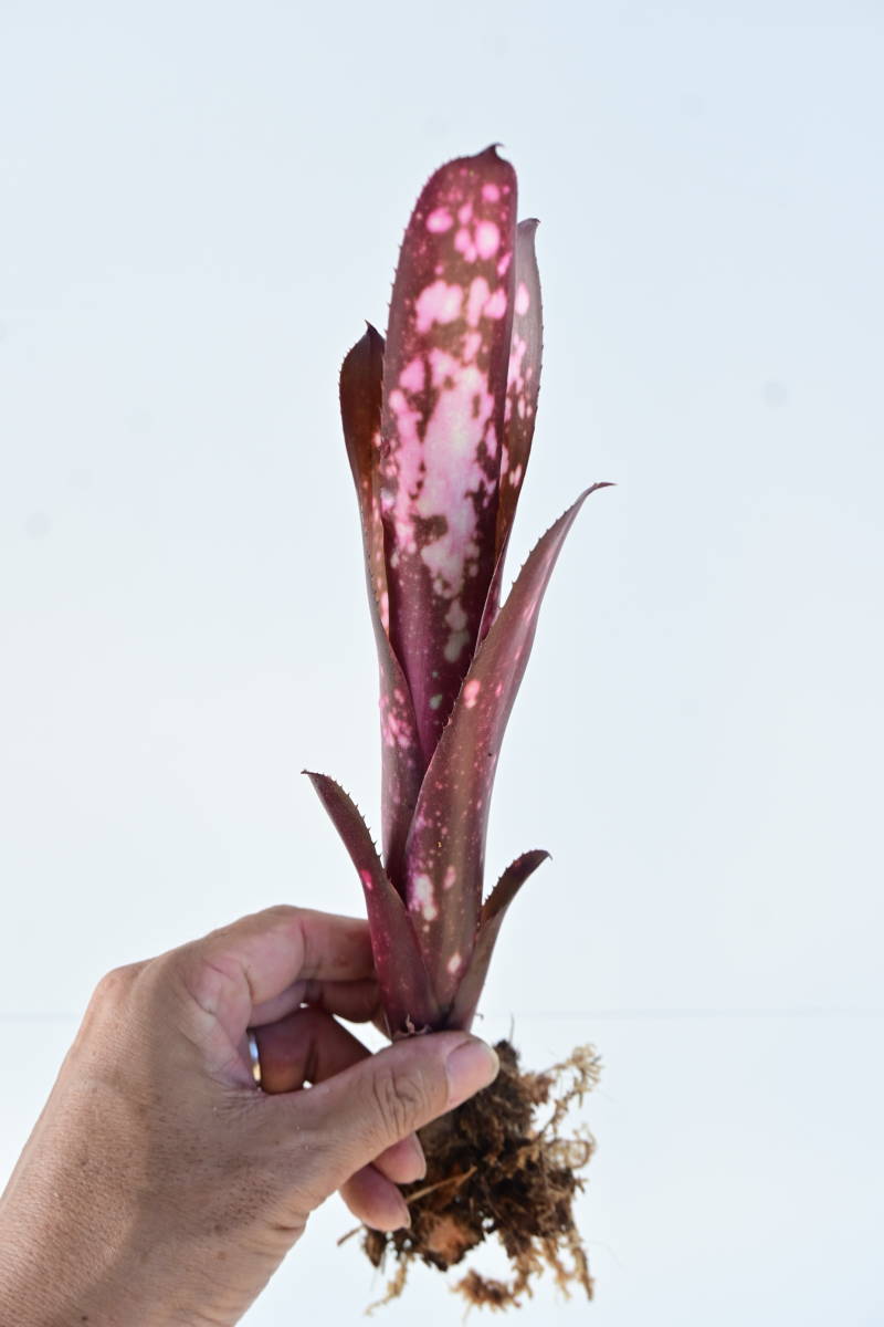 Billbergia 'Hallelujah'②　@bikamori.com ビルベルギア ハレルヤ