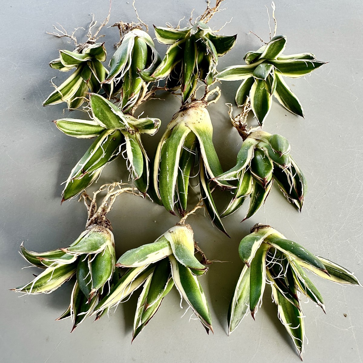 MM46 厳選 多肉植物 アガベ 王妃乱れ雪錦 鮮明錦 極上錦 特殊錦 覆輪