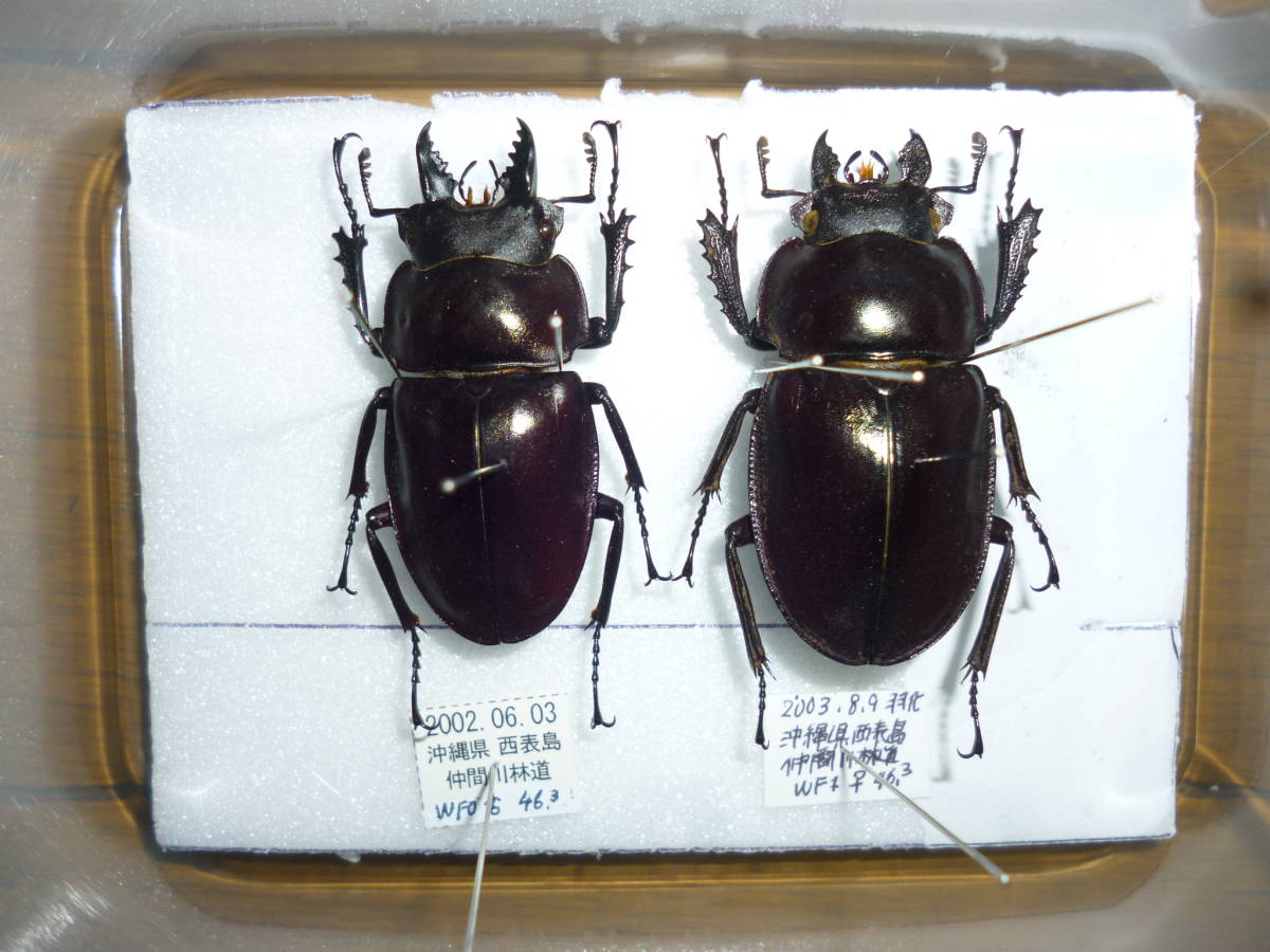 標本 ヤエヤママルバネ ③