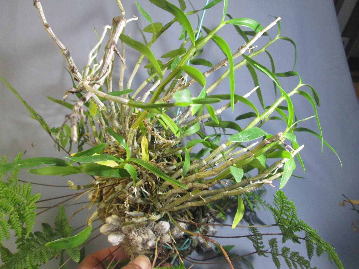 山野草の石田精華園 ⁄ シダ植物販売 園芸ネット本店｜山野草の苗 の 