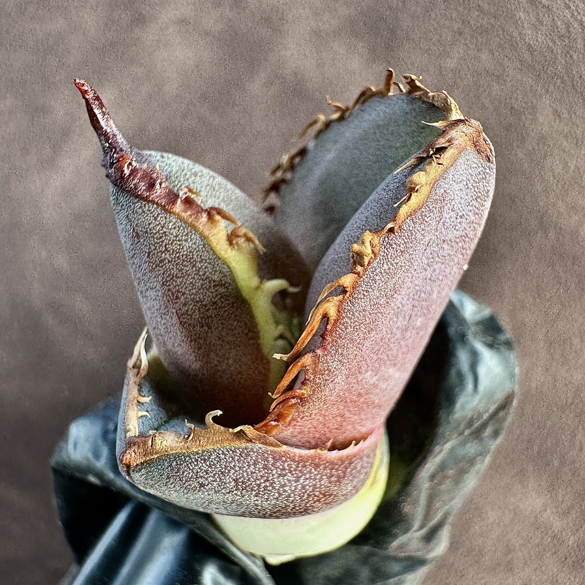 lj_plants】12.08-16 アガベ チタノタ 緋紅牡丹 最も特殊な品種 極上