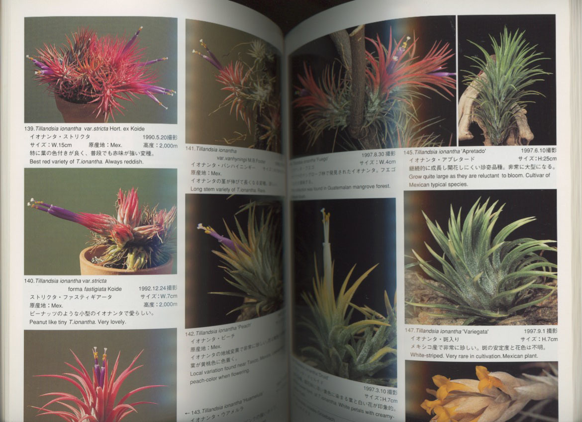 □ティランジア・ハンドブック 改訂版 New Tillandsia Handbook 検