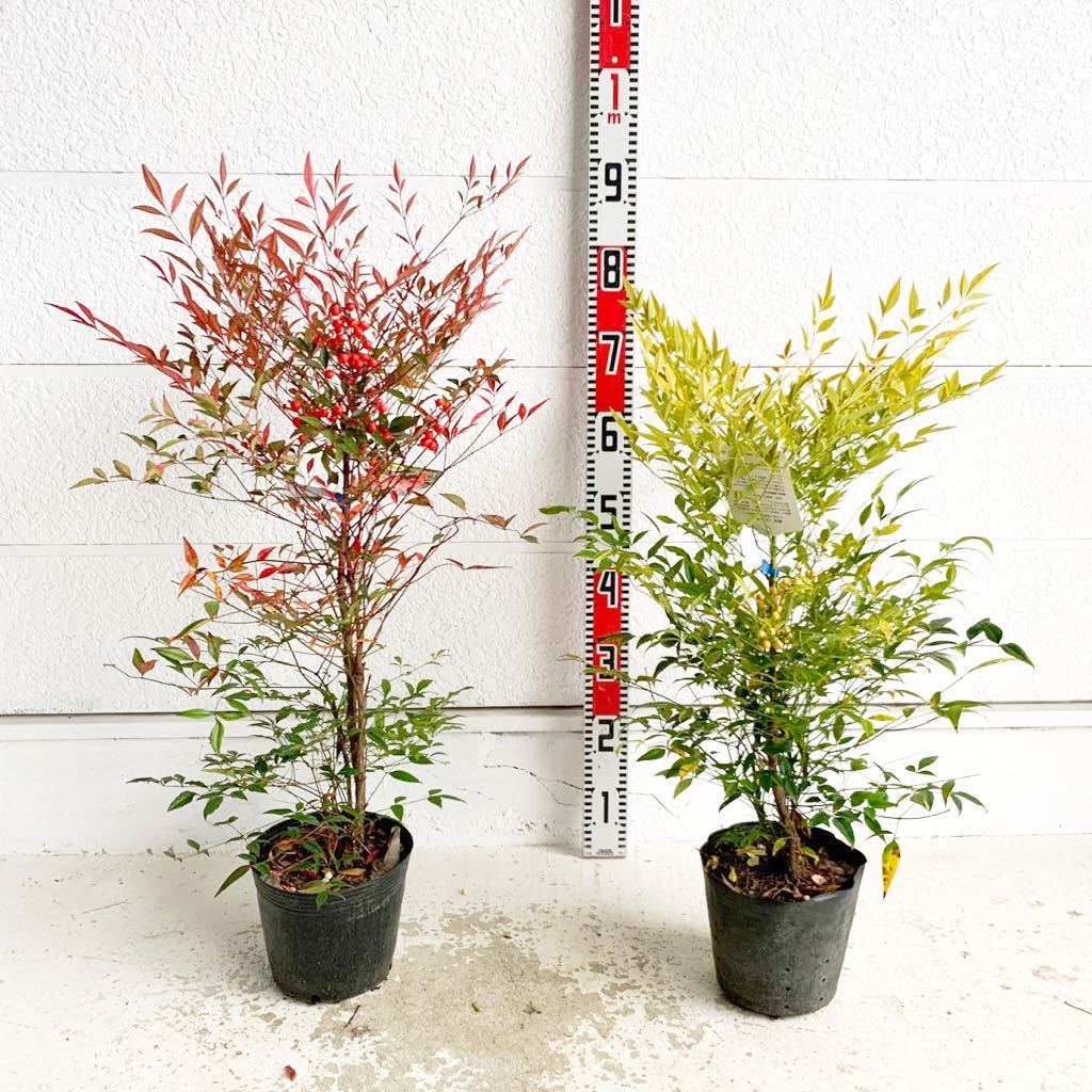 実付き　赤南天　白南天　２本セット（縁起物/紅白/植木/シンボルツリー/苗木/常用樹/庭木/白い実）218336