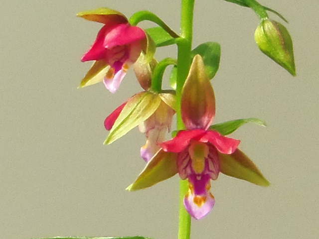 山野草★★増殖苗赤花カキラン３★★加賀の緋