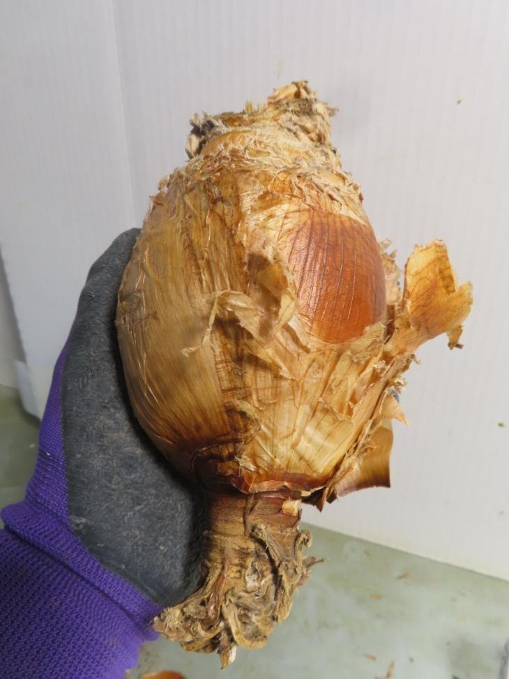ケ2634 「球根植物」ブーファン ディスティチャ 抜き苗【最新到着
