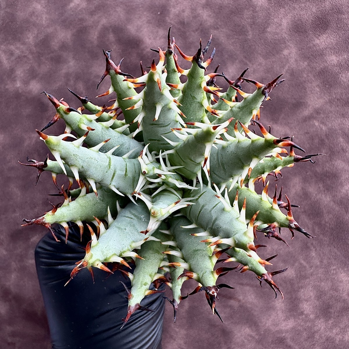 アガベ Agave 甲蟹×妖炎 子株① R405-66 特選 アガベ 多肉植物 甲蟹