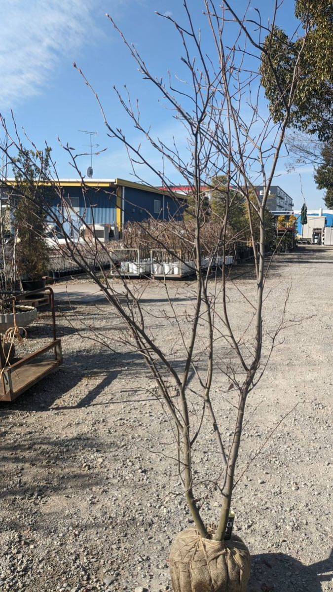 ジューンベリー 大株 ジューンベリー 大株 ジューンベリー⁄大株 品番