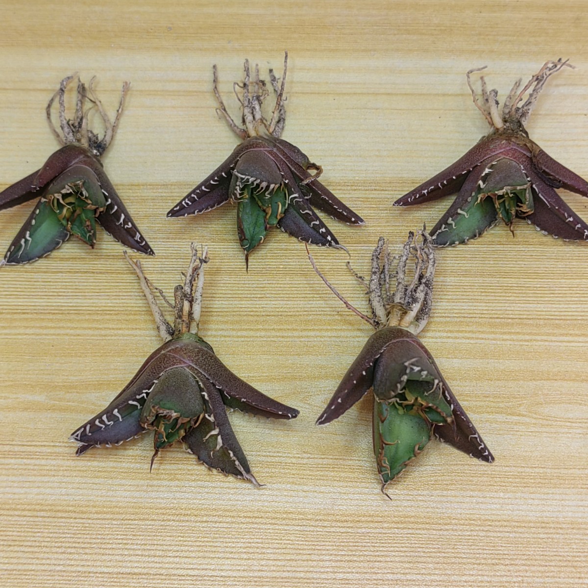 731 アガベ チタノタシーザー American Caesar 特選 発根済子株 5株同梱