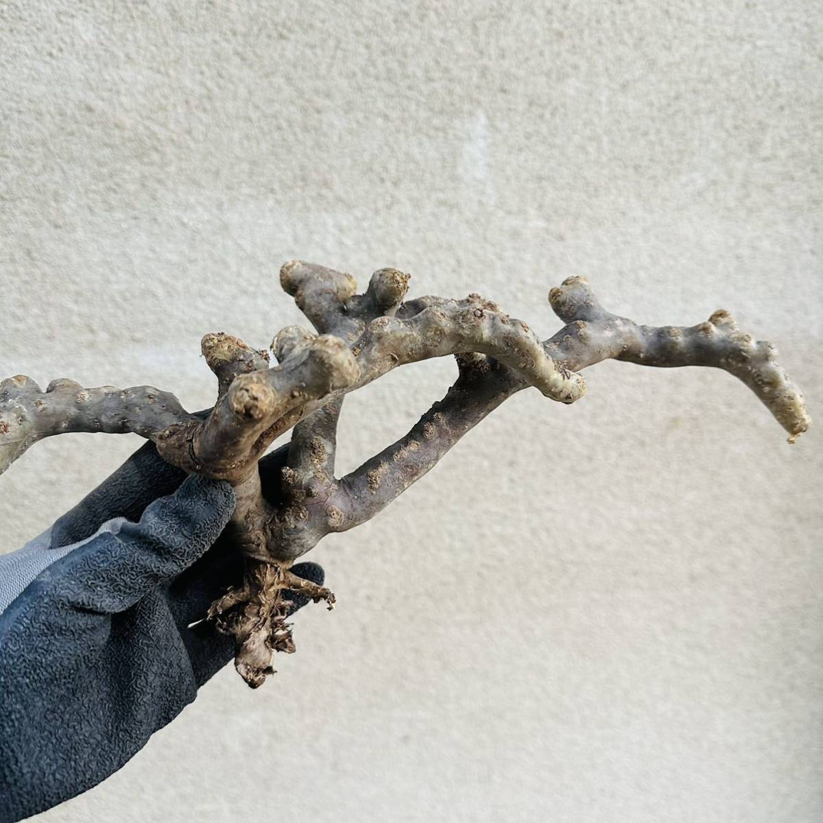 713 サルコカウロン　ムルチフィズム（Sarcocaulon multifidum）Monsonia multifida モンソニアムルチフィダ(検索グラキリス パキプス