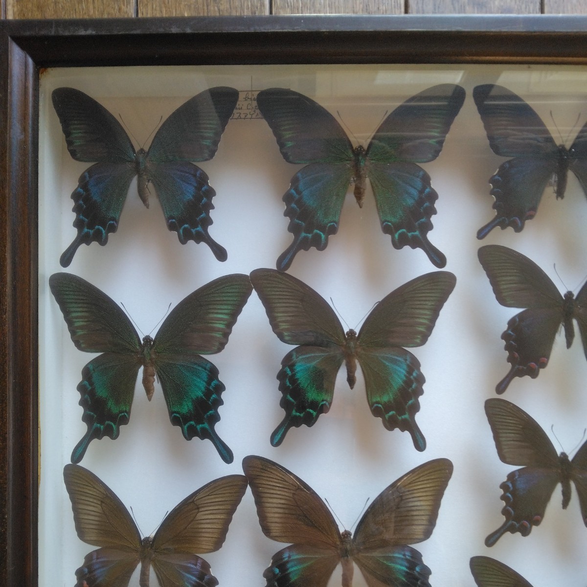 蝶々 アオスジアゲハ 標本 蝶の標本 ミヤマカラスアゲハ 昆虫標本