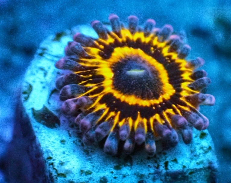 マメスナギンチャクストラトスフィアフラグ『Stratosphere』☆かいぞくのサンゴ28日(木)29日(金)発送不可m(_ _)m