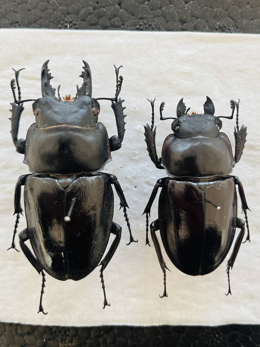 標本】大型 徳之島産 アマミマルバネクワガタ ♂59.4mm ♀49.5mm 貴重