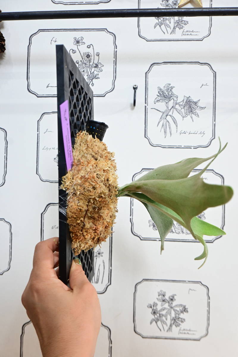 P. willinckii cv.Pedro Tatsta TC ＠ビカ森wife ペドロタツタ 板付品