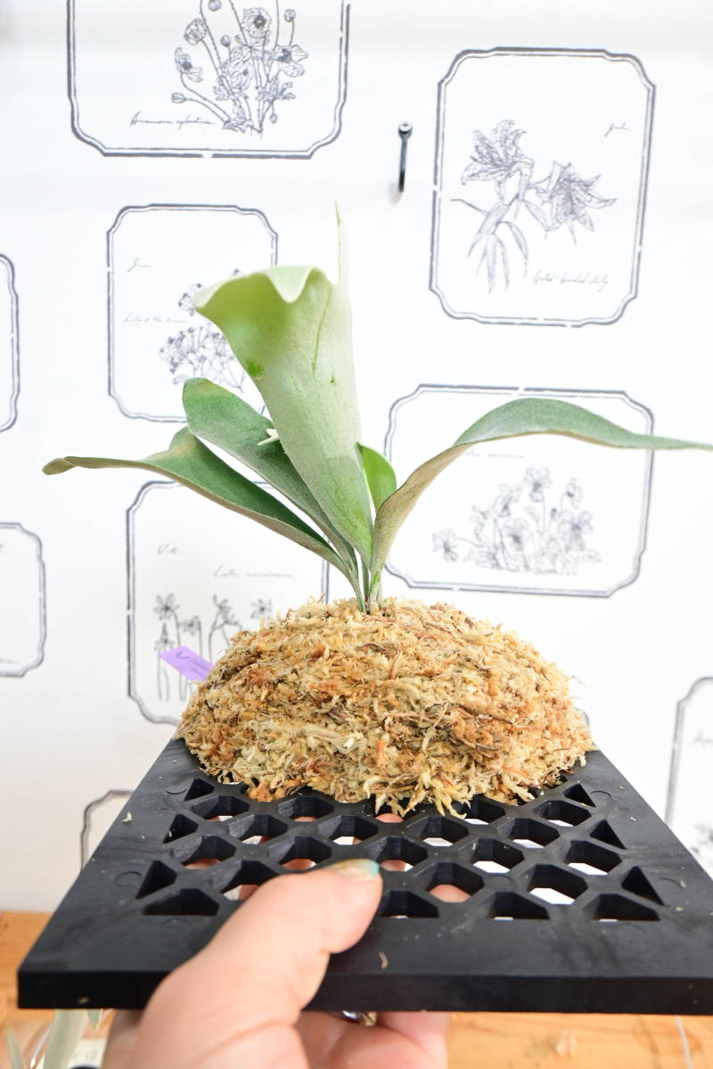 P. willinckii cv.Pedro Tatsta TC ＠ビカ森wife ペドロタツタ 板付品