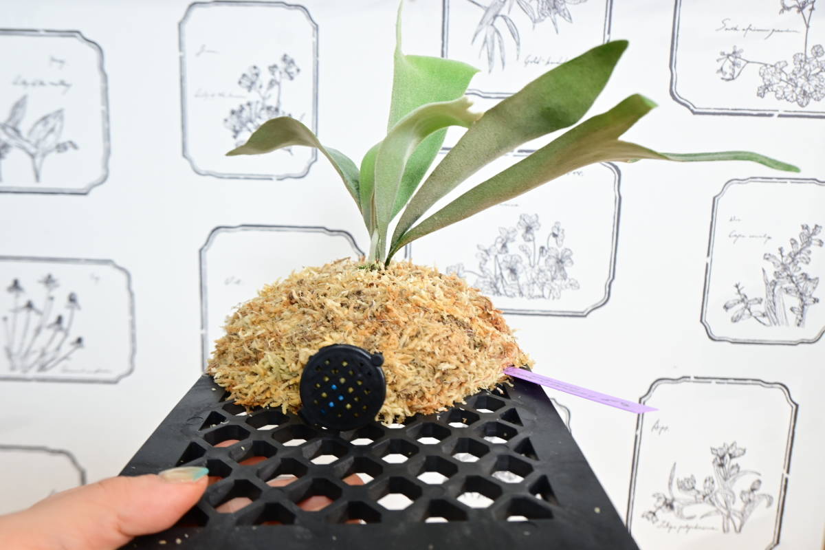 P. willinckii cv.Pedro Tatsta TC ＠ビカ森wife ペドロタツタ 板付品