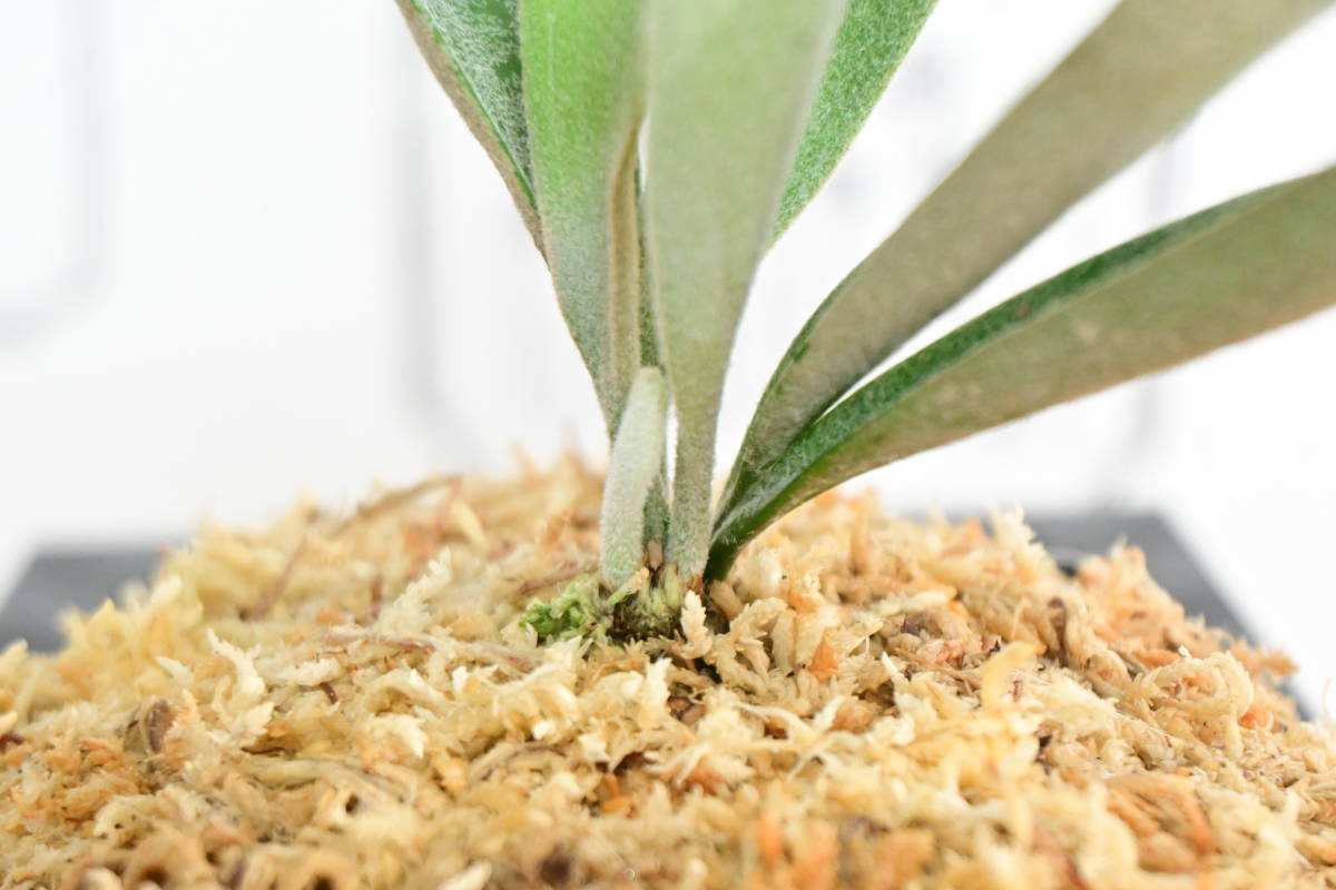 P. willinckii cv.Pedro Tatsta TC ＠ビカ森wife ペドロタツタ 板付品