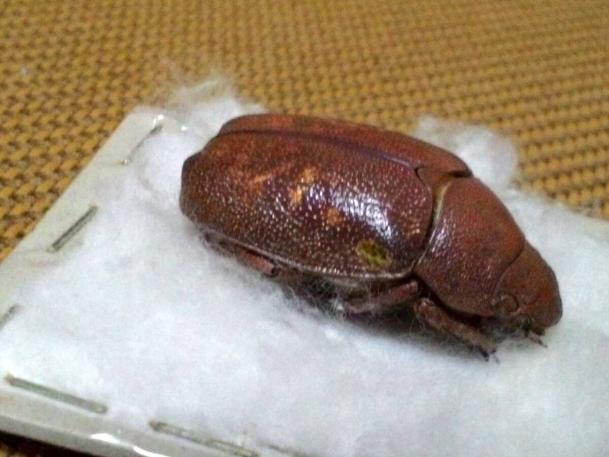 希少種★chrysina　moroni モロニィキンプンコガネ_1