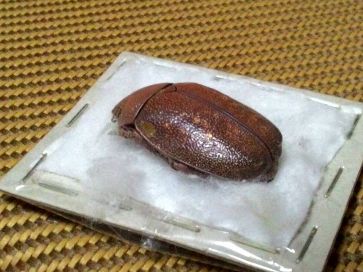 希少種★chrysina　moroni モロニィキンプンコガネ_2