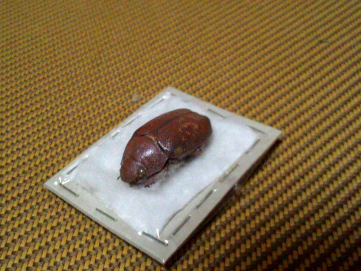 希少種★chrysina　moroni モロニィキンプンコガネ_3