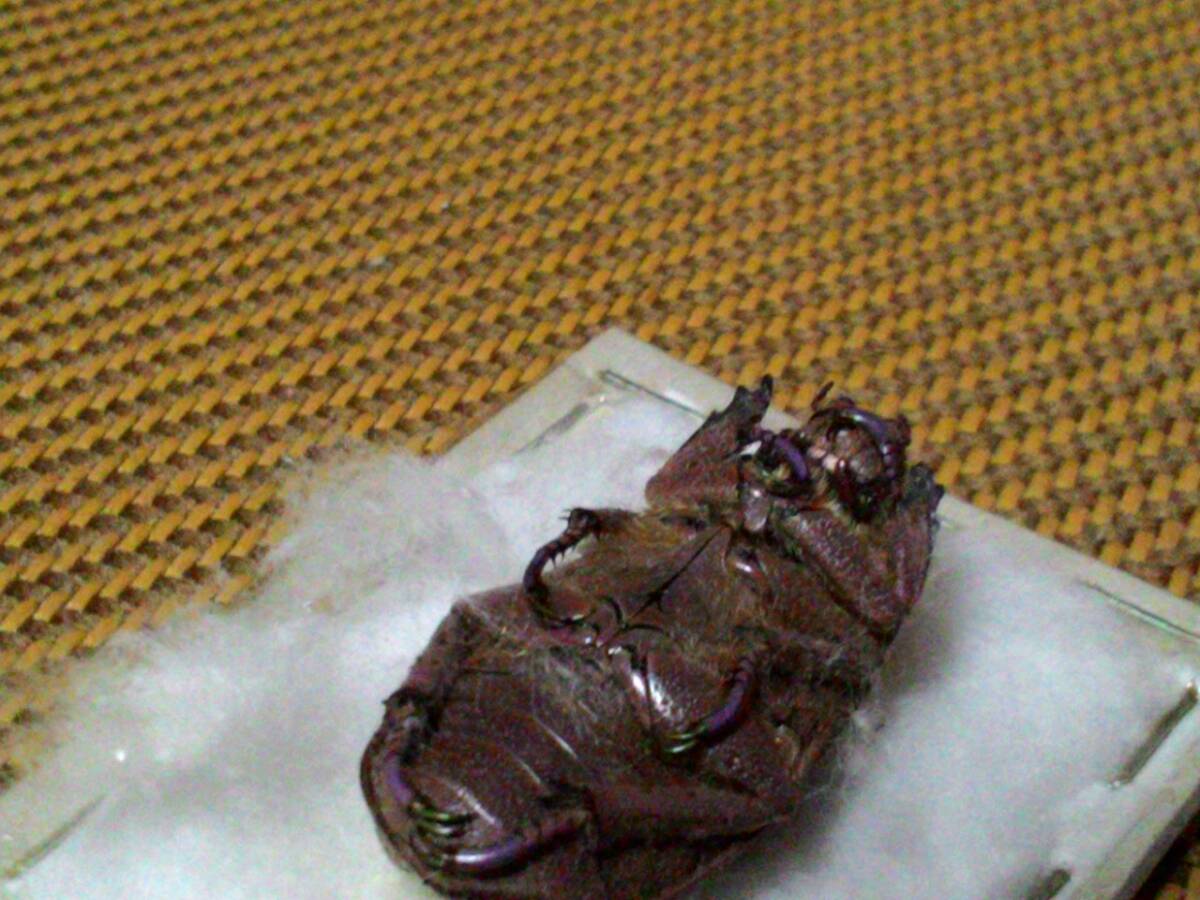 希少種★chrysina　moroni モロニィキンプンコガネ_4