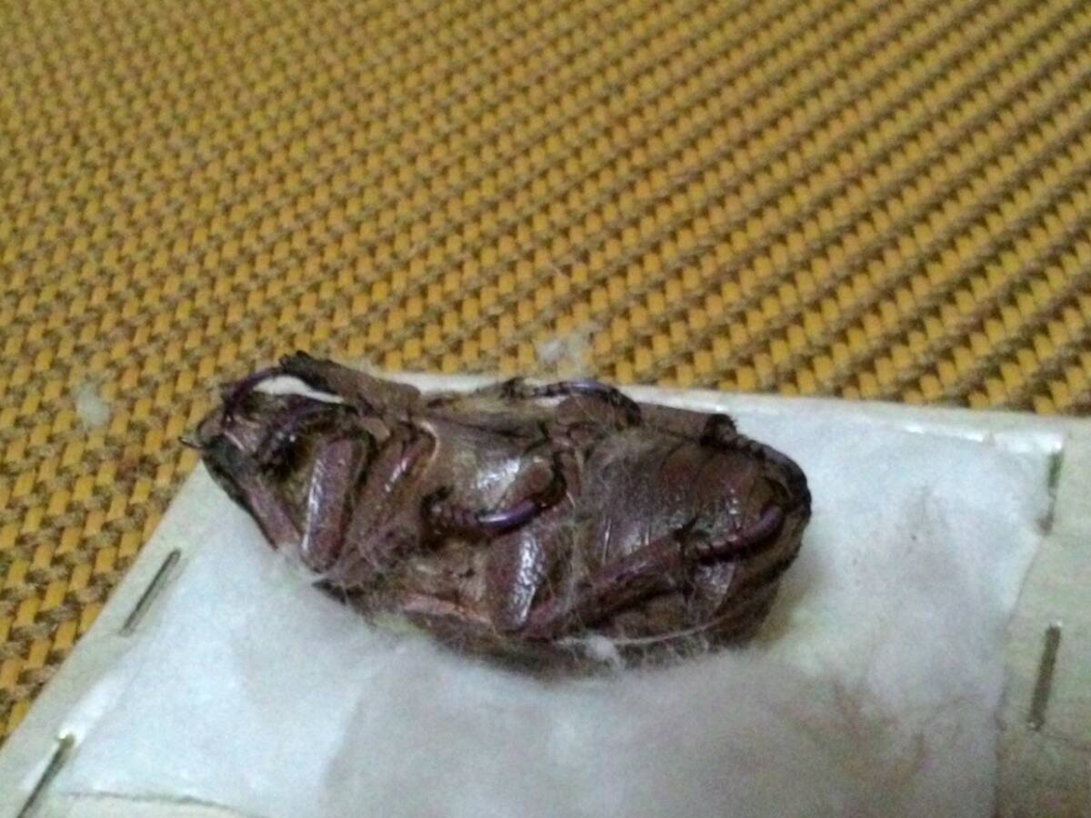 希少種★chrysina　moroni モロニィキンプンコガネ_5