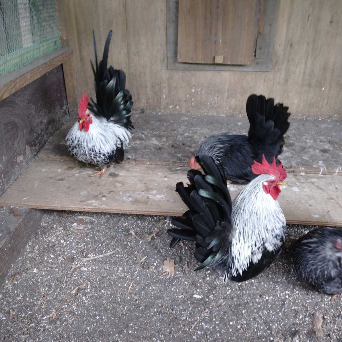 銀笹チャボの卵（有精卵）8個　食用_2