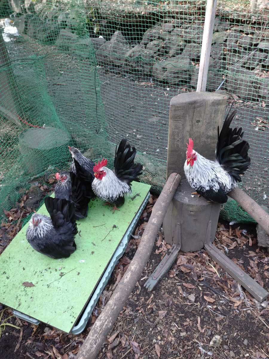 銀笹チャボの卵（有精卵）8個　食用_4