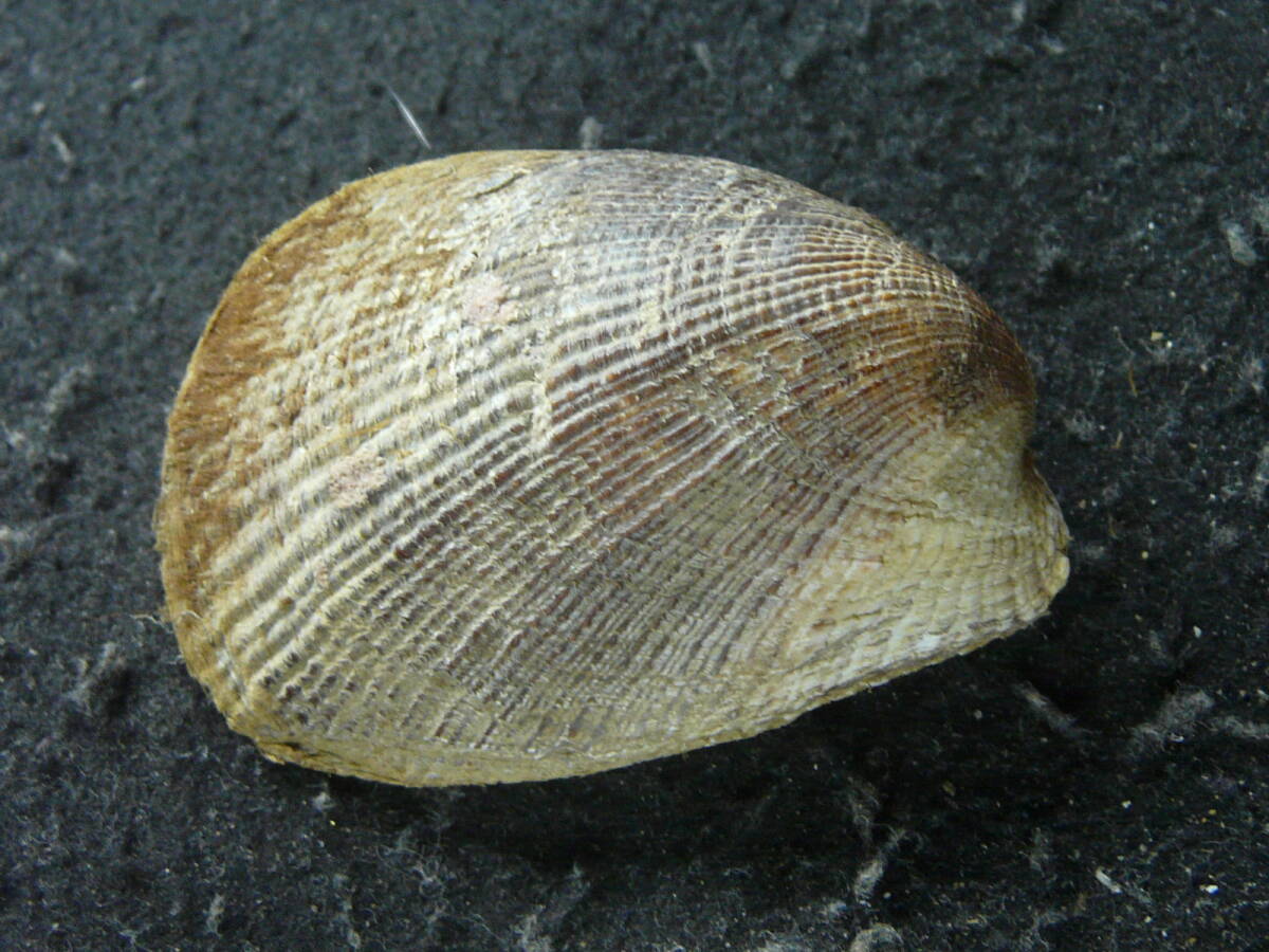 貝殻標本「アマボウシガイ（美!!）」(科学、自然)｜売買された