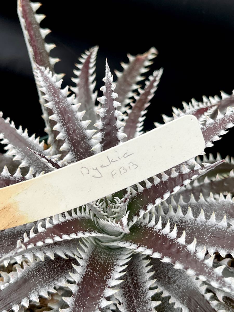 ディッキア Dyckia FBB Bill Baker's hybrid from Bryan Chan