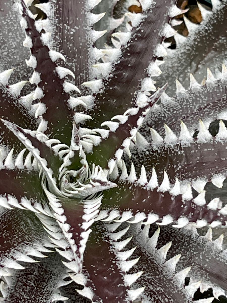 ディッキア Dyckia FBB Bill Baker's hybrid from Bryan Chan