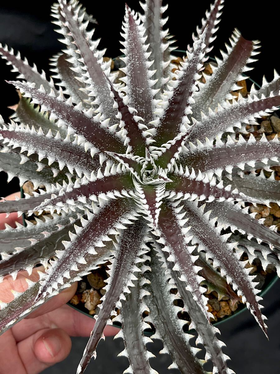 ディッキア Dyckia FBB Bill Baker's hybrid from Bryan Chan