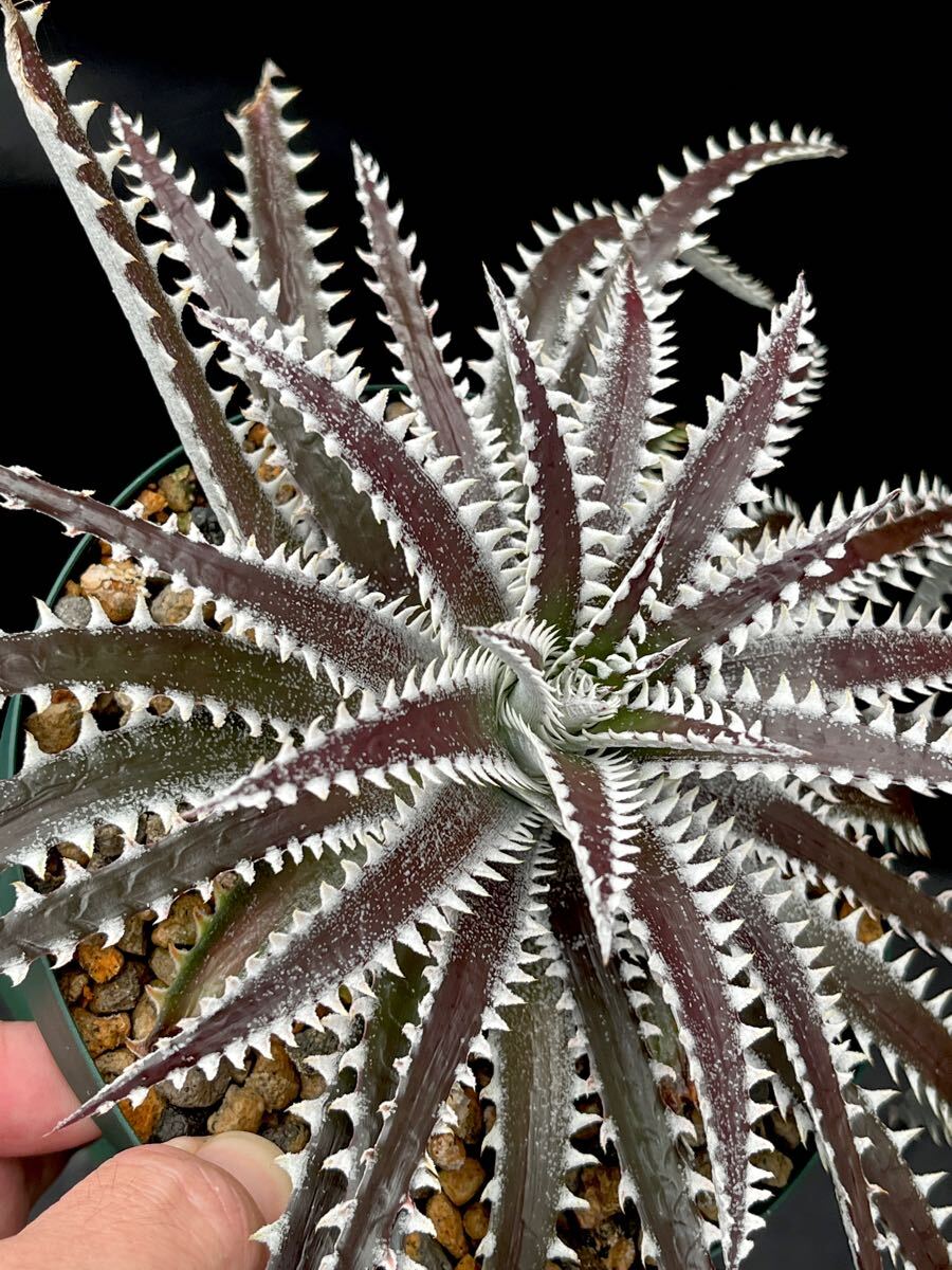 ディッキア Dyckia FBB Bill Baker's hybrid from Bryan Chan
