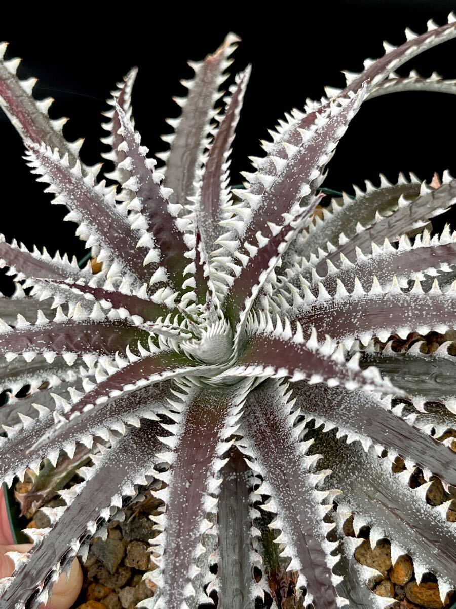 ディッキア Dyckia FBB Bill Baker's hybrid from Bryan Chan