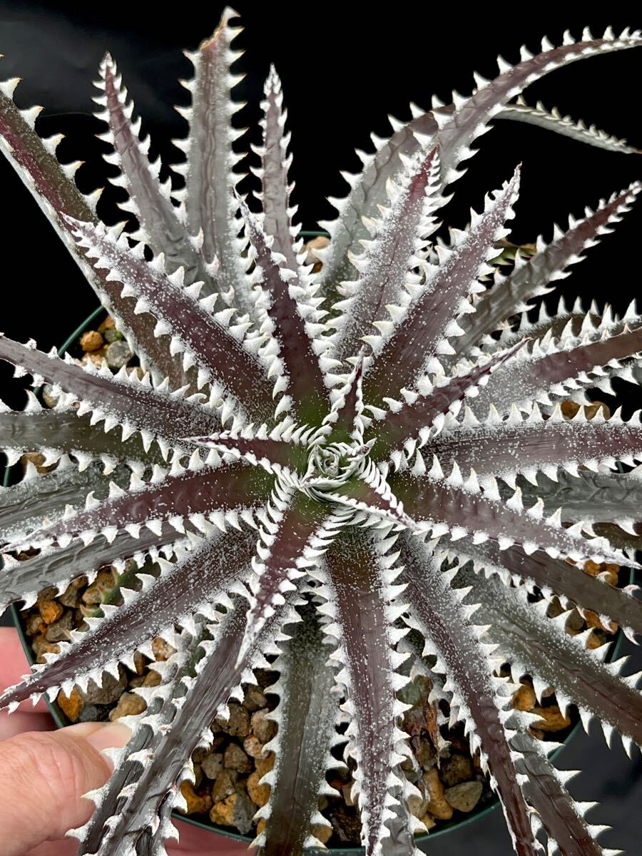 ディッキア Dyckia FBB Bill Baker's hybrid from Bryan Chan