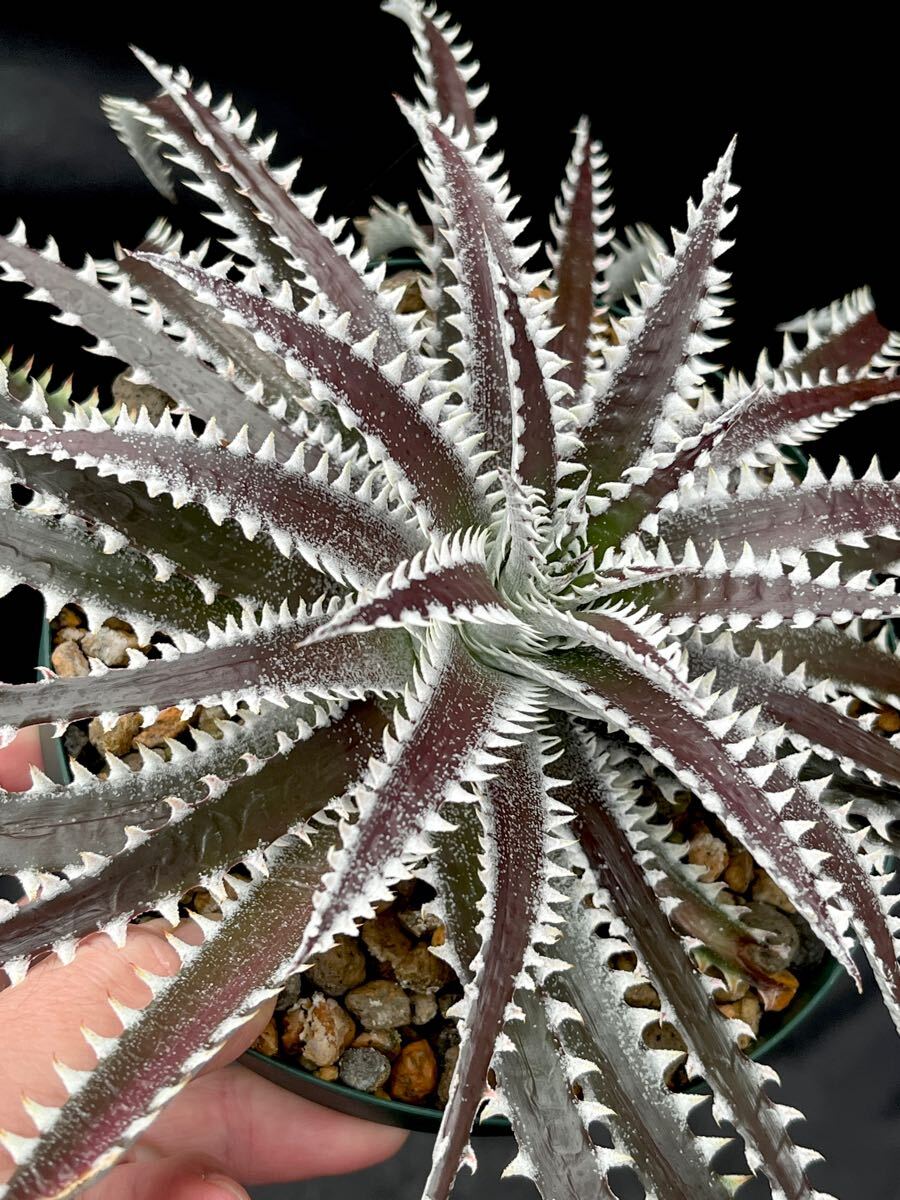 ディッキア Dyckia FBB Bill Baker's hybrid from Bryan Chan