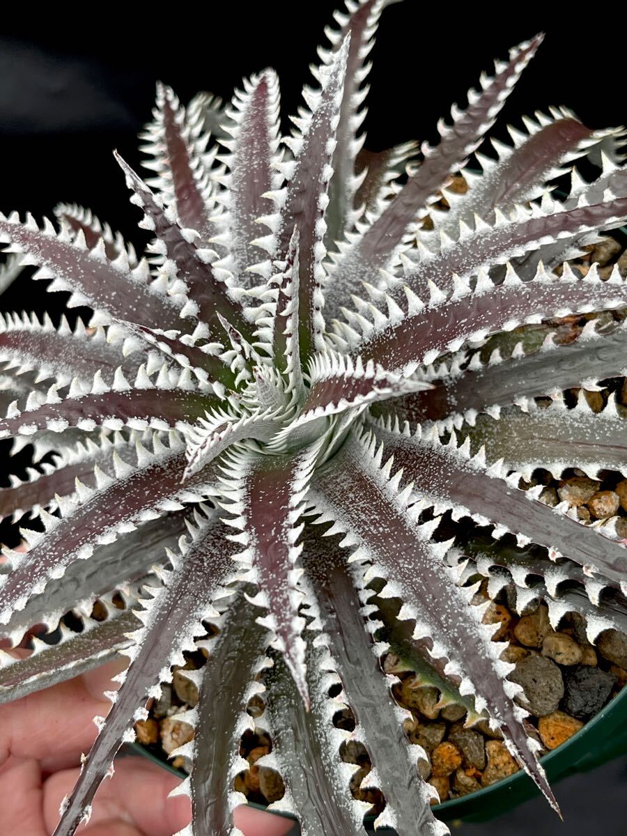 ディッキア Dyckia FBB Bill Baker's hybrid from Bryan Chan